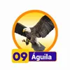 Aguila