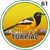 Turpial