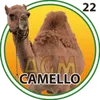 Camello