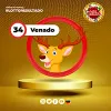 Venado